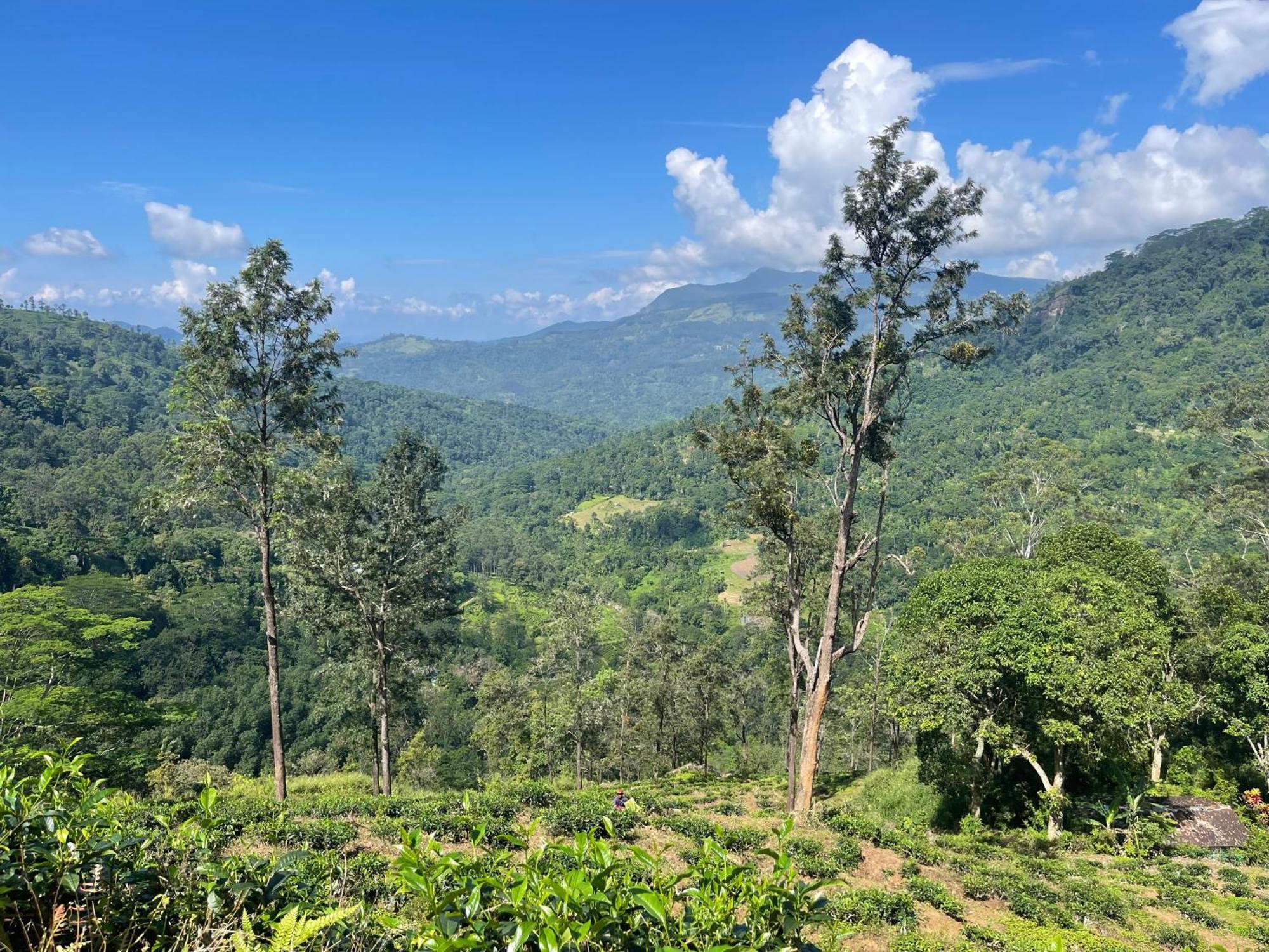 Eagles Lodge - Kandy Digana Dış mekan fotoğraf